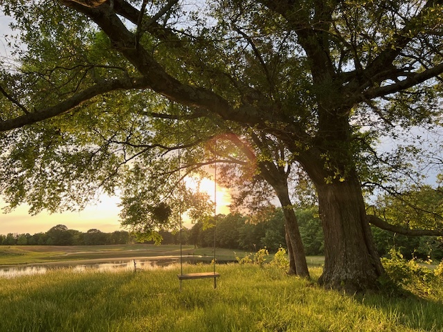 A wooden swing hangs from a large tree in a grassy field at sunset, with a pond and trees in the background.